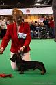 Crufts2011_2 526